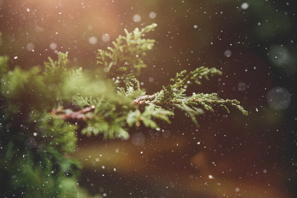 “In Christ” at&nbsp;Christmas